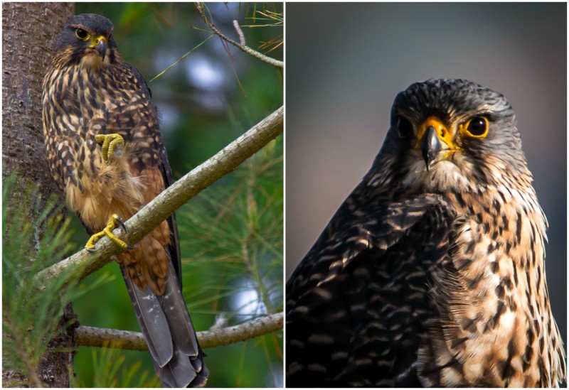 Karearea or New Zealand Falcon seen in City Forests (photo Ross Chambers)