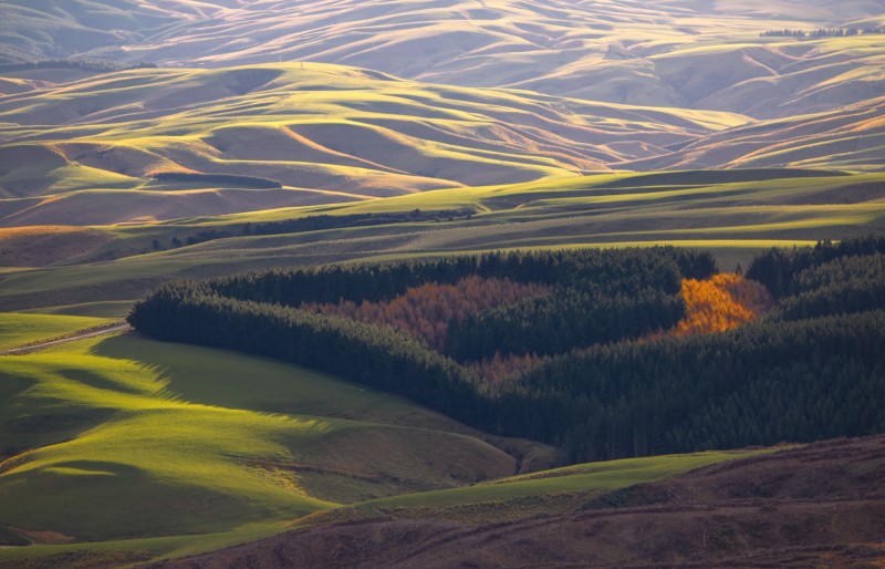 Corner of Waipori Forest (photo Ross Chambers)